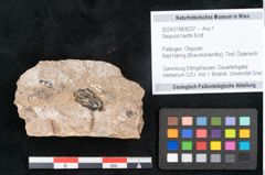 Foto (Objekt + Etikett) von Sequoia hardtii Endl. (NHMW-GEO-2024-0188-8237)